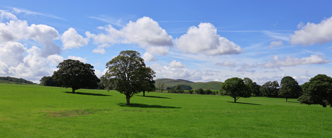 Trees and Shadows, Rylstone, North Yorkshire